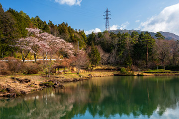 Fototapeta na wymiar Sakura or Cherry Blossom near pond, Kiso valley