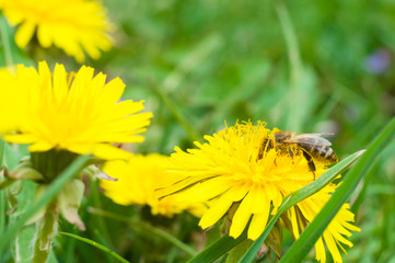 bee collects honey from a yellow flower macro