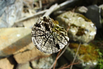 old tree