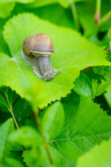 A little brown snail on a green leaf in the bush