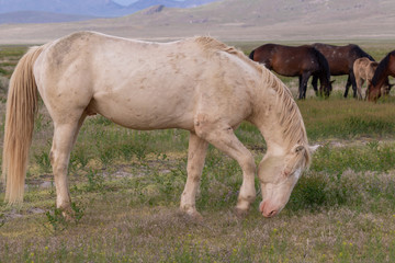 Fototapeta premium Wild Horse Stallion in Spring in Utah