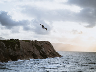 Fototapeta na wymiar Seagull flying in front of big cliff by the ocean