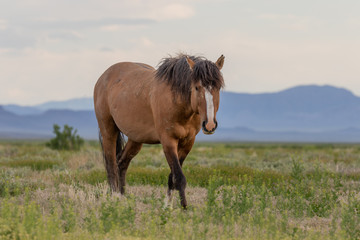 Fototapeta premium Wild Horse Stallion in Spring in Utah