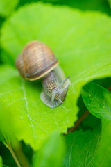 A little brown snail on a green leaf in the bush