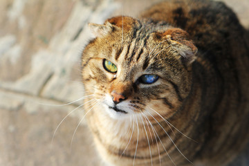 Naklejka na ściany i meble Cat with Heterochromia iridum
