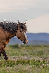 Wild Horse Stallion in Spring in Utah