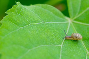 A little brown snail on a green leaf in the bush