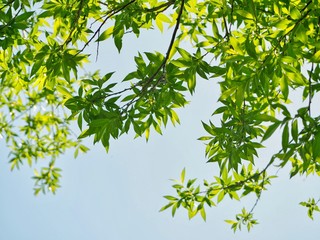 Leaves against Sky