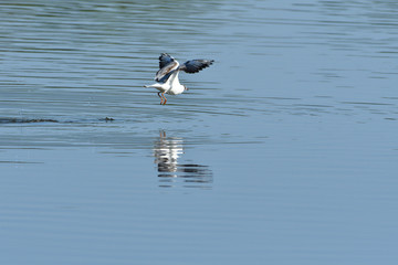 seagull flies over the surface of the water and catches fish