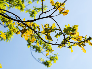 Branch of oak with young green leaves against a blue sky