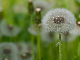 Fluffy white dandelion in the meadow. Blurred background.
