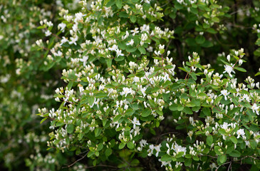 Lush flowering bush honeysuckle tatarian (Lonicera tatarica)