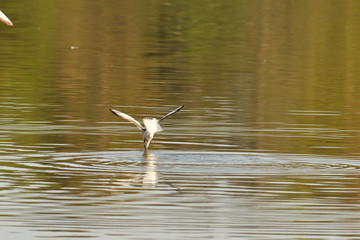 seagull flying over the surface of the pond and hunting fish