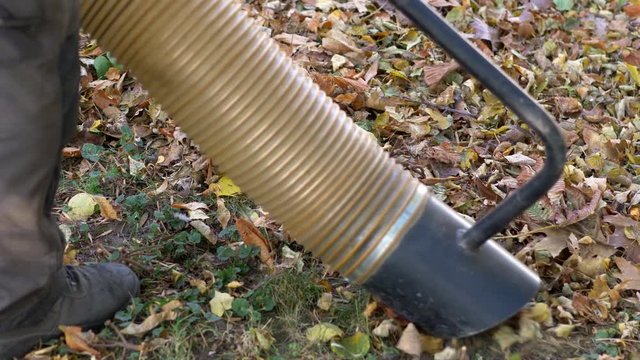 Cleaning the autumn leaves with yard vacuum in 4k slow motion 60fps