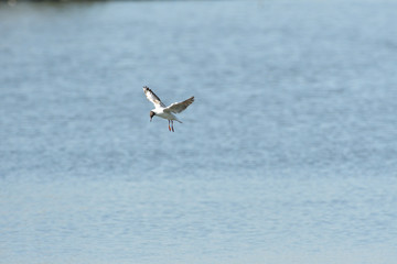 seagull flying over the surface of the pond and hunting fish