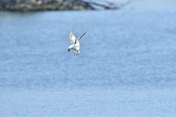 seagull flies over the surface of the water and catches fish