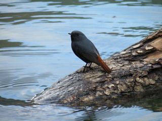 Beautiful Blue Bird in a Lake