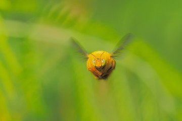a cute Carpenter Bee flying with green leaf in nature blurred background. Carpenter Bee guarding the nest.