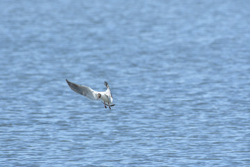 Fototapeta na wymiar seagull flying over the surface of the pond and hunting fish