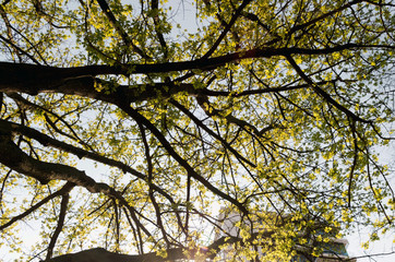 Fototapeta premium Tree in Autumn