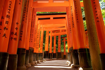 Fototapeta premium red torii tunnel in Fushimi Inari shrine in Kyoto, Japan.