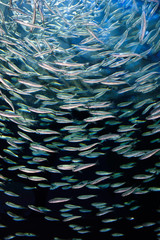 Looking up through a school of circling Alewives herring fish