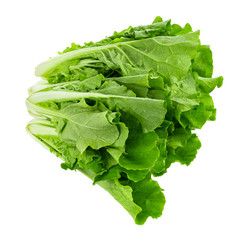 fresh chinese cabbage on a white background