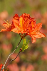 Beautiful blooming azalea - rhododendron (Rhododendron)