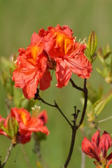 Beautiful blooming azalea - rhododendron (Rhododendron)