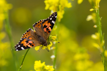 Bright orange Painted Lady Butterfly close up in yellow wildflowers