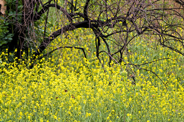 Bright Yellow Flowers and Butterflies Overtake Black Burned Tree