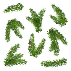 Spruce twigs set. Collection of green tree branches. Can be used for topics like forest, December, nature