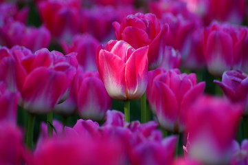 Beautiful tulip - selective focus
