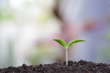 Young green plant with water drop dew growing