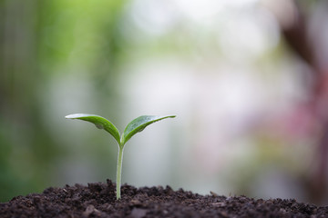 Young green plant with water drop dew growing