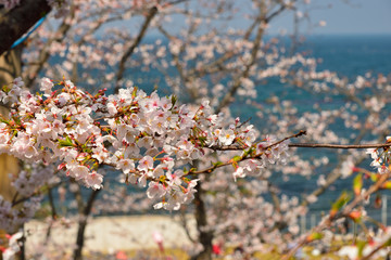 【神奈川】横須賀　走水水源地の桜