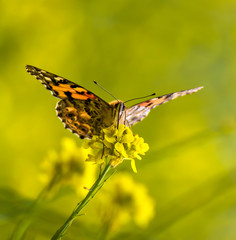 Close up Face Painted Lady Orange Butterfly on Yellow Flower