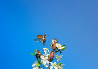 large insects May beetles crawl and fly spread their wings from a beautiful branch of flowering cherry in  garden a background of blue sky