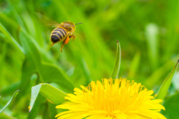 bee collects honey from a yellow flower macro