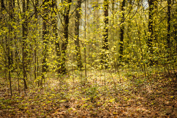 spring landscape, beautiful nature, green bushes and trees