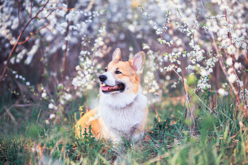 portrait of cute puppy red dog Corgi  on background of cherry blossoms in spring Sunny may garden