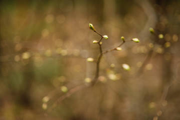 spring landscape, beautiful nature, green bushes and trees