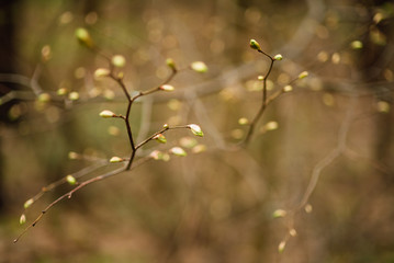 spring landscape, beautiful nature, green bushes and trees