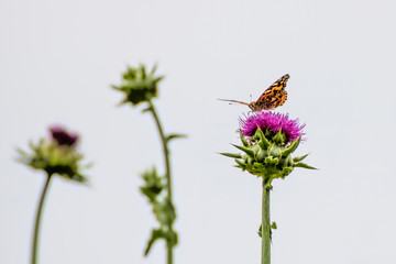 Orange Butterfly on Purple Thistle Flower with White Background