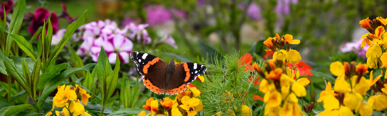 Schmetterling 570 © K.-U. Häßler