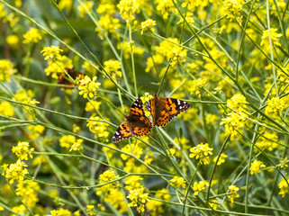 Pair of Orange Butterflies in Field of Yellow Mustard Flowers