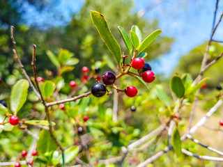 red and black berries on the branch of the bush. Albufera of Valencia, Spain