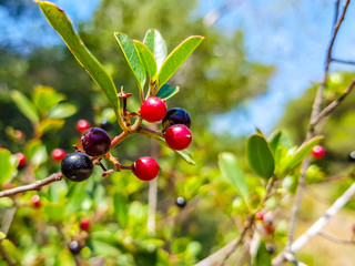 red and black berries on the branch of the bush. Albufera of Valencia, Spain