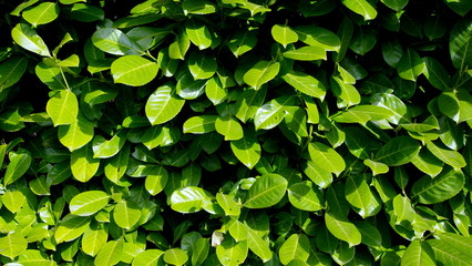 Green leaves of a hedge