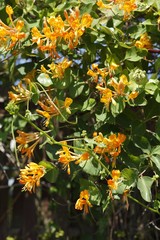 Lonicera caprifolium